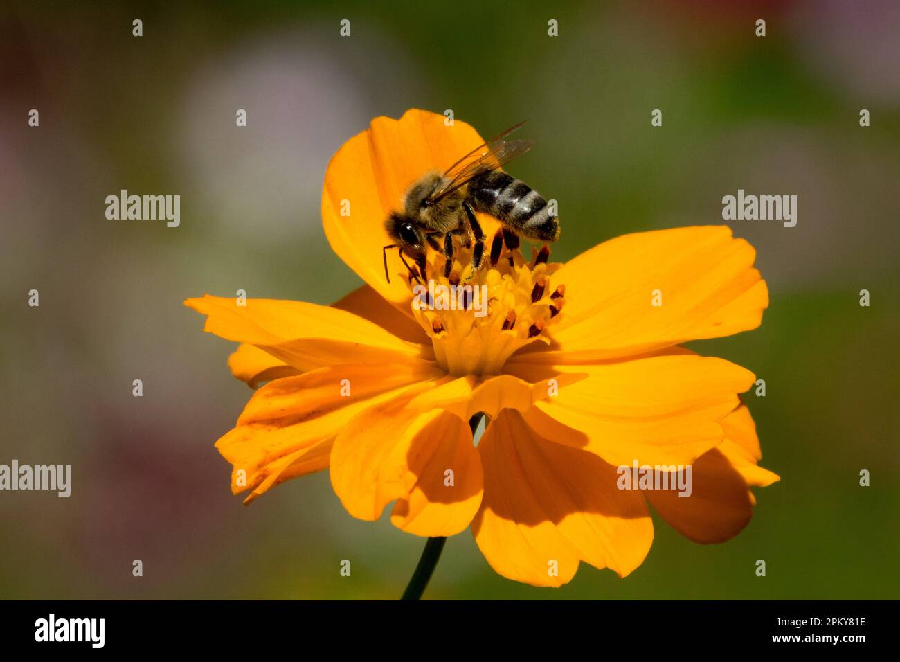 Europäische Honigbiene, APIs mellifera in Cosmos-Sulfureus-Blüte „Polidor“ Stockfoto