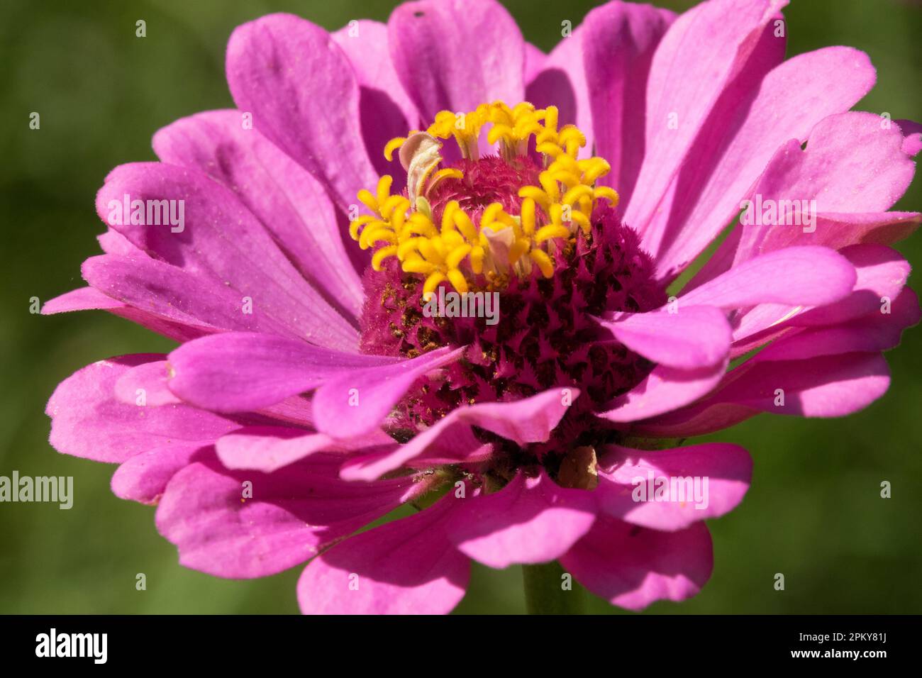 Pink, Zinnia, Blume, Closeup Blüte Stockfoto