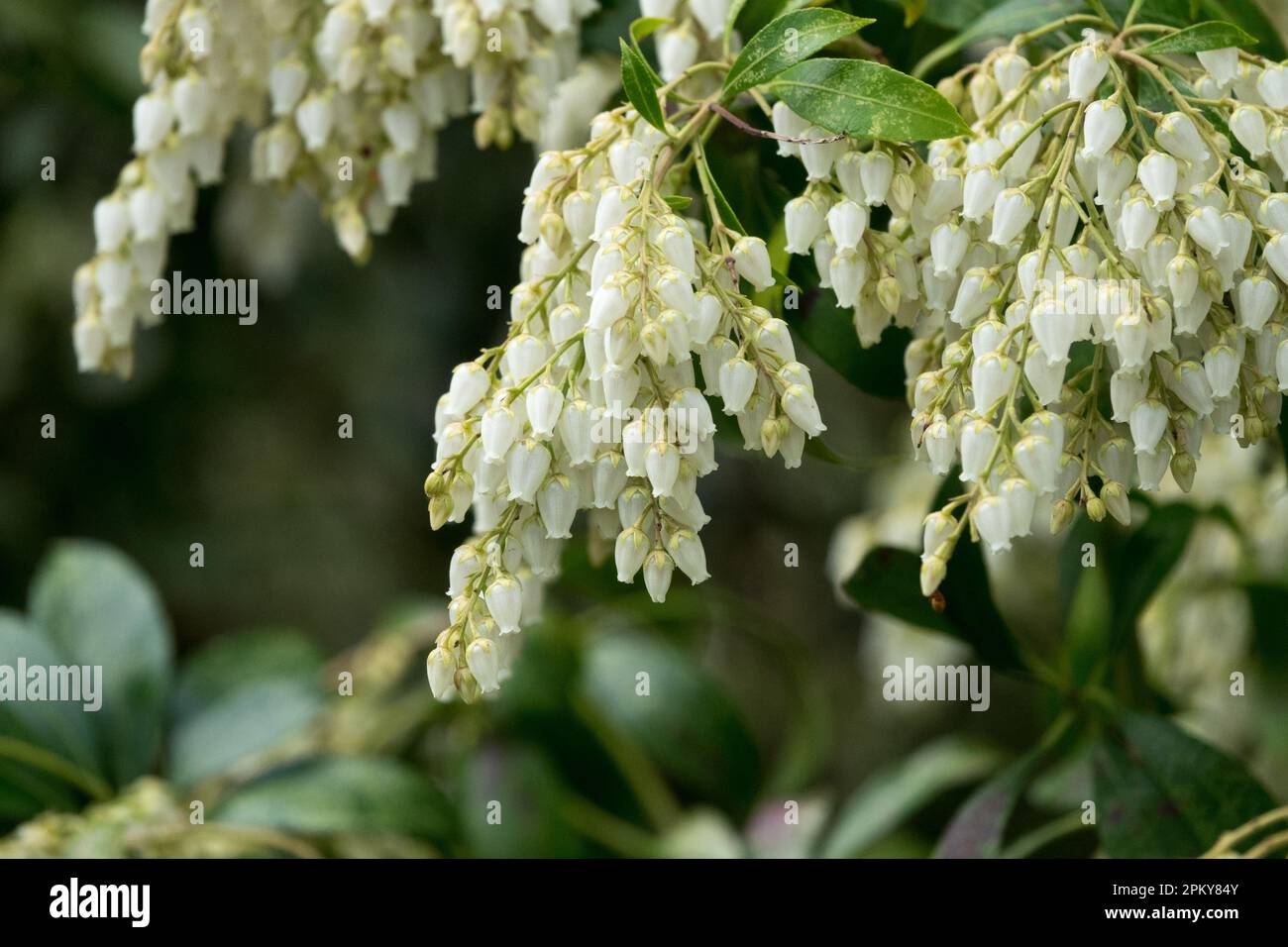 Lily vom Valley Shrub, Pieris japonica 'Mountain Fire', Pieris Flower Stockfoto