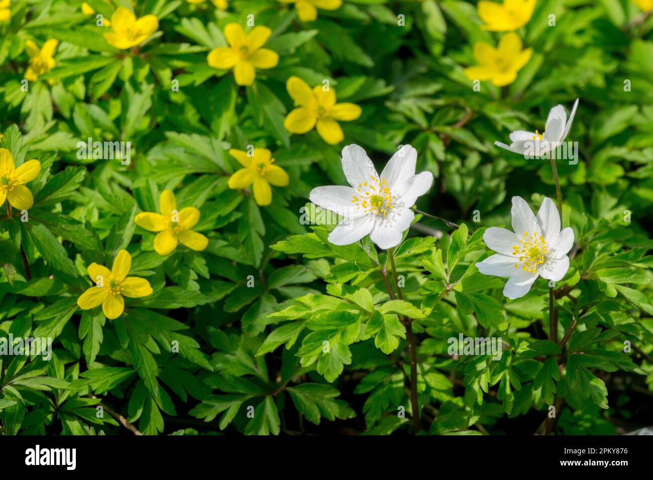 Holzanemone, Anemone nemorosa, Anemone ranunculoides, Waldblume, Wildblumen Anemonen, Bodenbedeckung, Pflanzen, gemischte Waldpflanzen Stockfoto