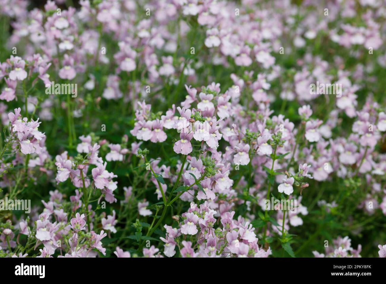 Nemesia denticulata-Blüten. Stockfoto