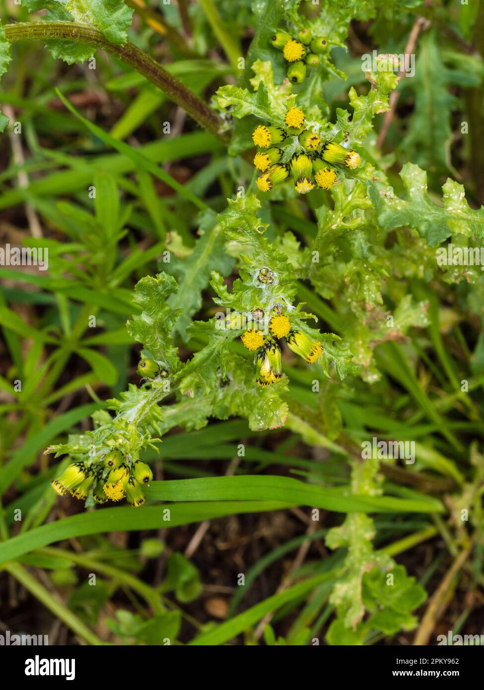 Gelbe Blüten in den verzweigten Köpfen des jährlichen britischen Unkrauts von Müllgrund und Gärten, Senecio vulgaris, Ground Stockfoto