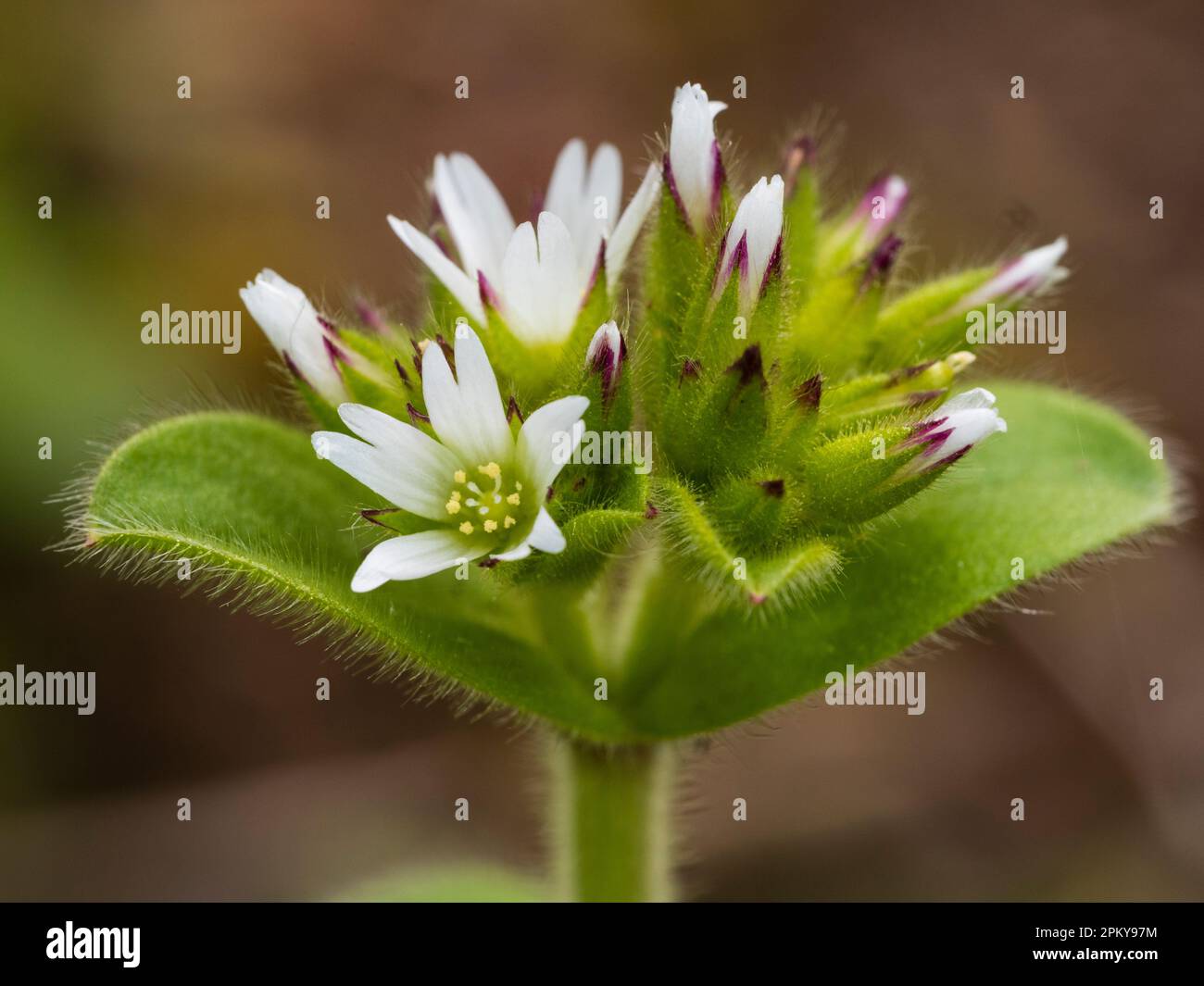 Blütenköpfe und weiße Blüten der harten jährlichen britischen Wildblumen und Gartenkraut, Cerastium glomeratum, klebriges Mausohr Stockfoto