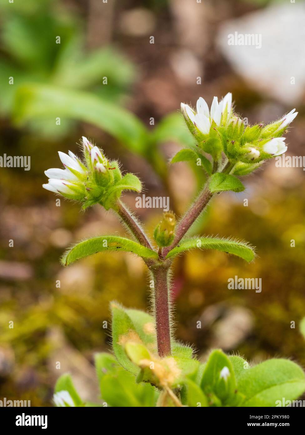 Blütenköpfe und weiße Blüten der harten jährlichen britischen Wildblumen und Gartenkraut, Cerastium glomeratum, klebriges Mausohr Stockfoto