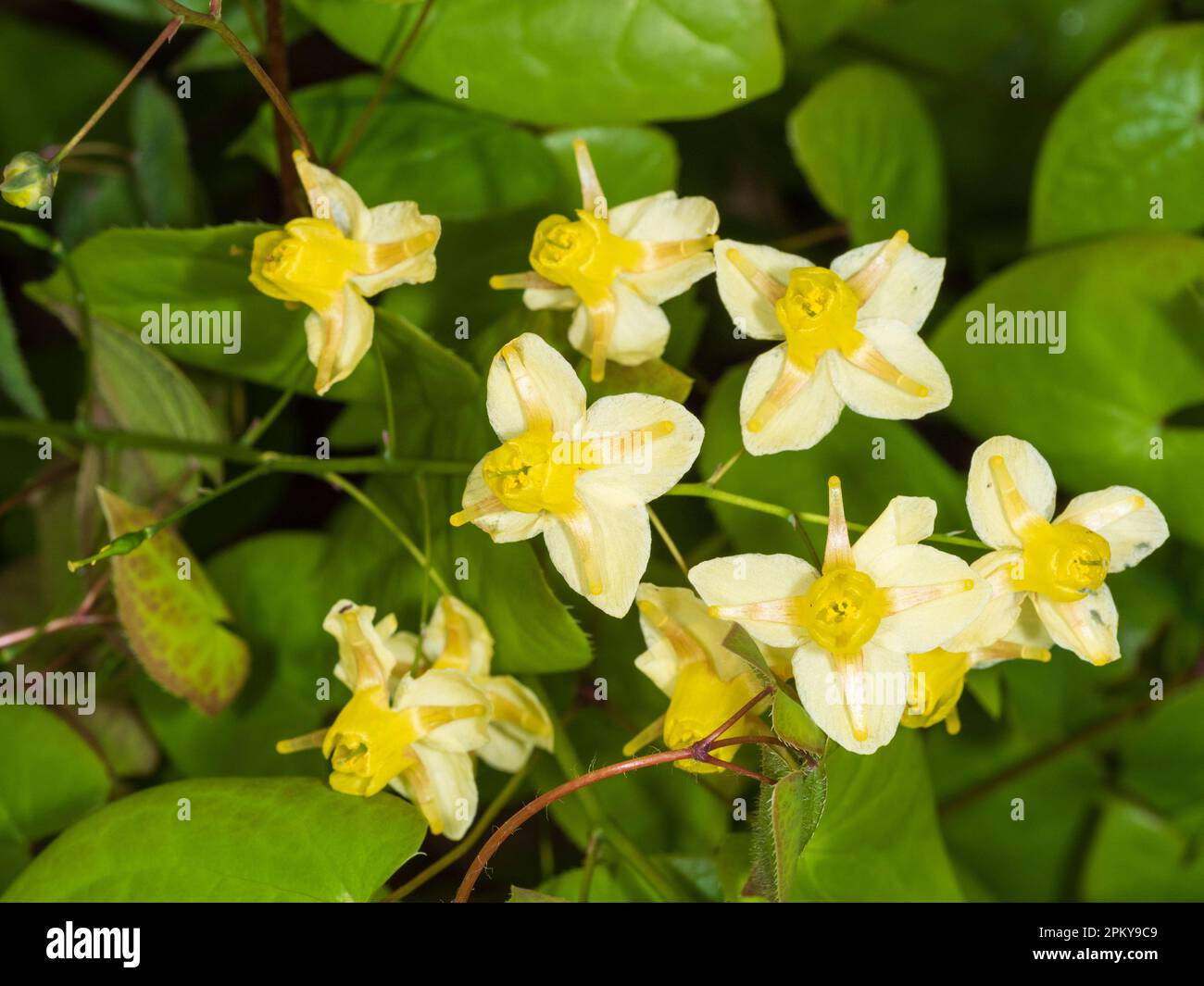 Gelbe Blüten des Frühlings blühen, harter Wald, mehrjähriger Barrenwort, Epimedium versicolor „Sulphureum“ Stockfoto