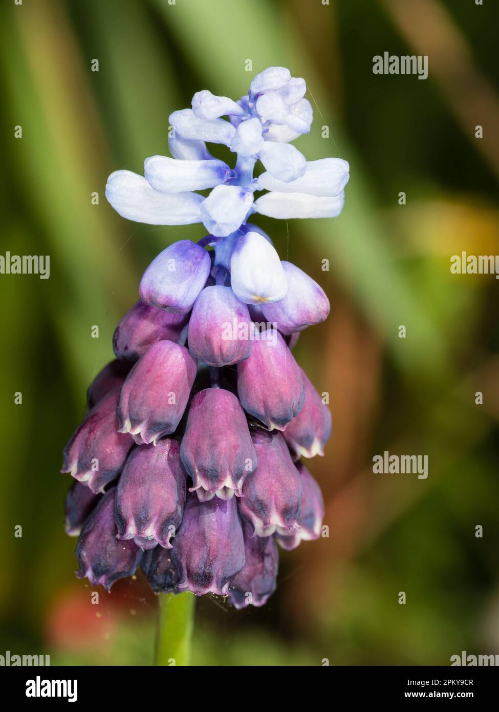 Zweifarbige Pflaumen und blassblaue Blüten im Dorn der harten, im Frühling blühenden Traubenhyazinth, Muscari latifolium „Grape Ice“ Stockfoto