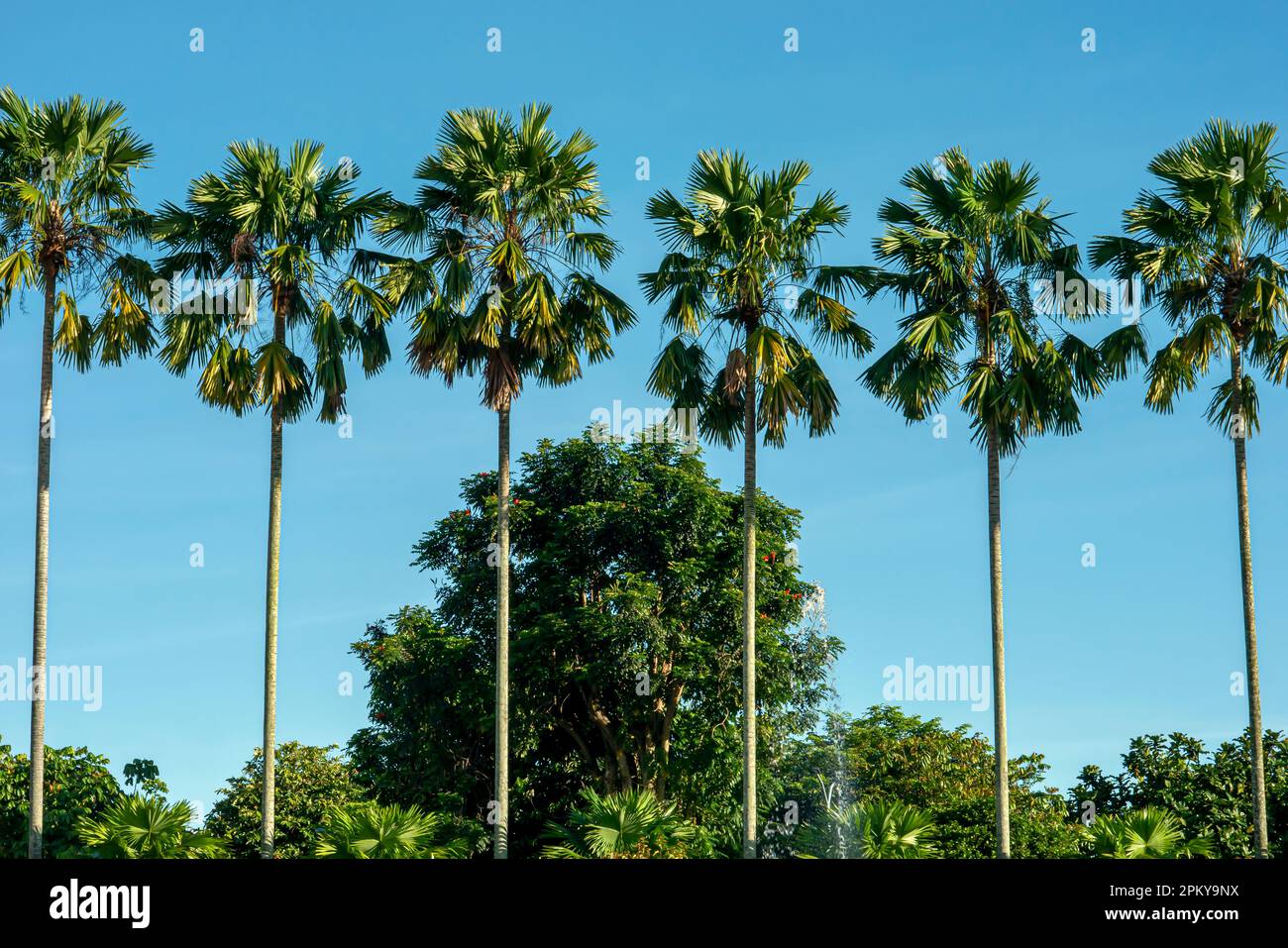 Wunderschöne tropische Naturlandschaft mit Palmen und blauem Himmel Stockfoto