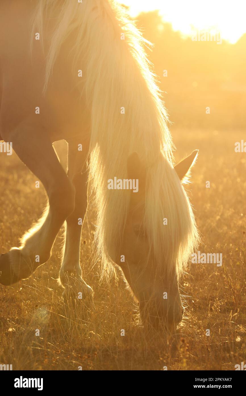 Ein Haflinger-Pferd, das im Sommer grast Stockfoto
