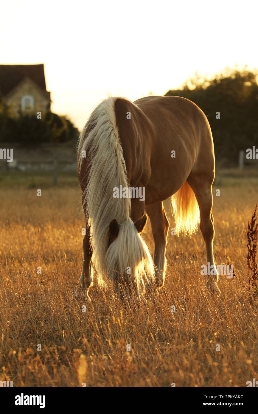 Ein Haflinger-Pferd, das im Sommer grast Stockfoto