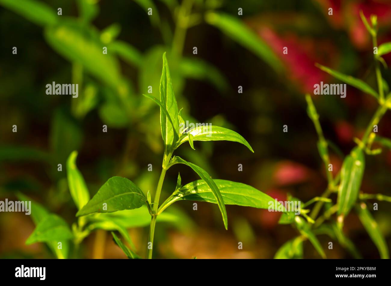 Sambiloto (Andrographis paniculata), König der Bitter, eine Kräuterpflanze wächst und ist in Indonesien leicht zu finden Stockfoto