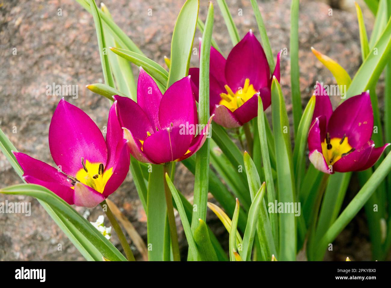 Alpin, Zwerg, Tulpen, Tulipa humilis „Persische Perle“ Stockfoto