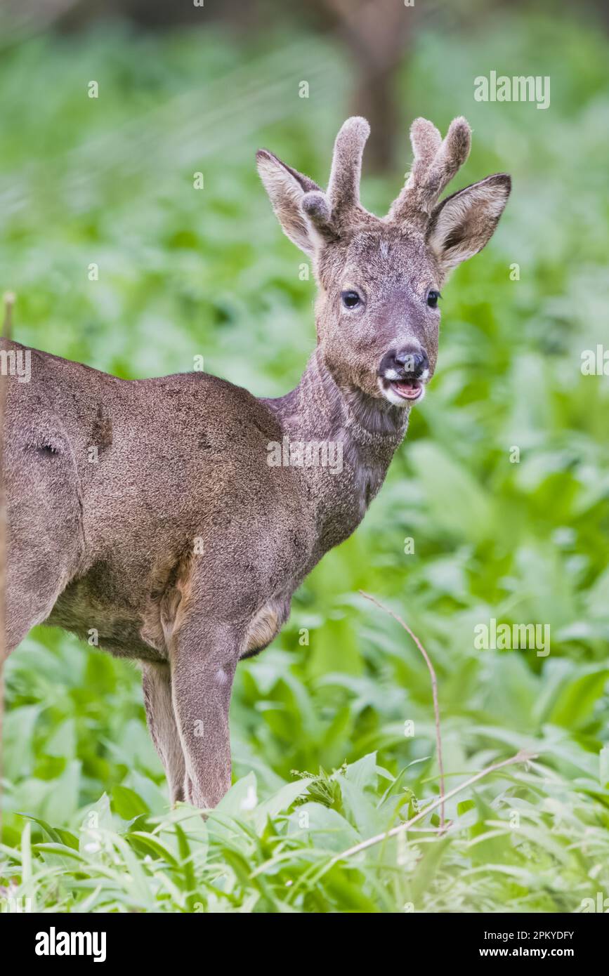 Rotwild (Capreolus capreolus) im Wald in Perth, Perthshire, Schottland. Stockfoto