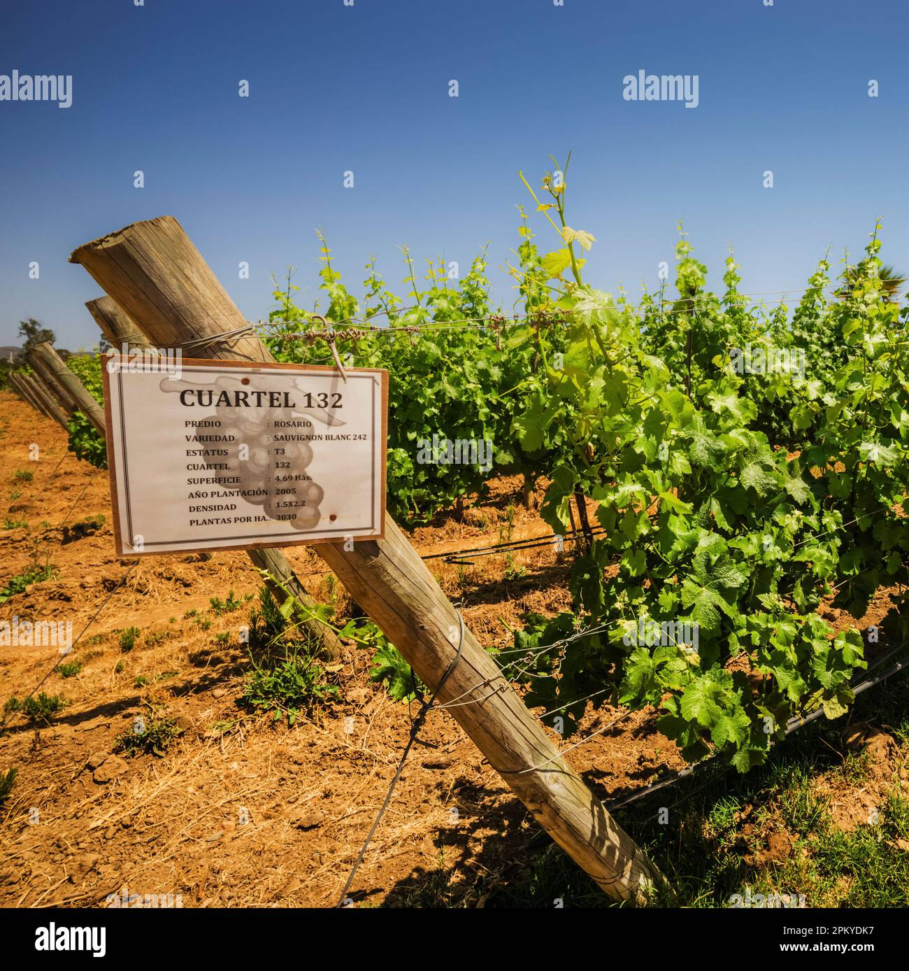 Sauvignon Blanc-Reben auf dem Matetic-Weinberg, der unter Einsatz biologisch-dynamischer Landwirtschaft angebaut wird, Rosario Valley, Chile Stockfoto