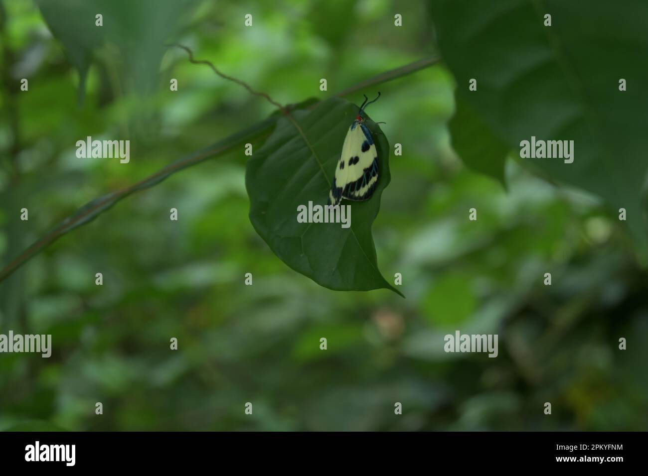 Eine seltene weiße Motte mit einer Rothaarigen hoch oben auf einem wilden Blatt, Diese Motten