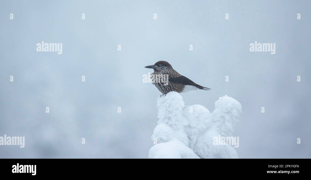 Nucifraga caryocatactes auf einem verschneiten Ast sitzend, das beste Foto. Stockfoto