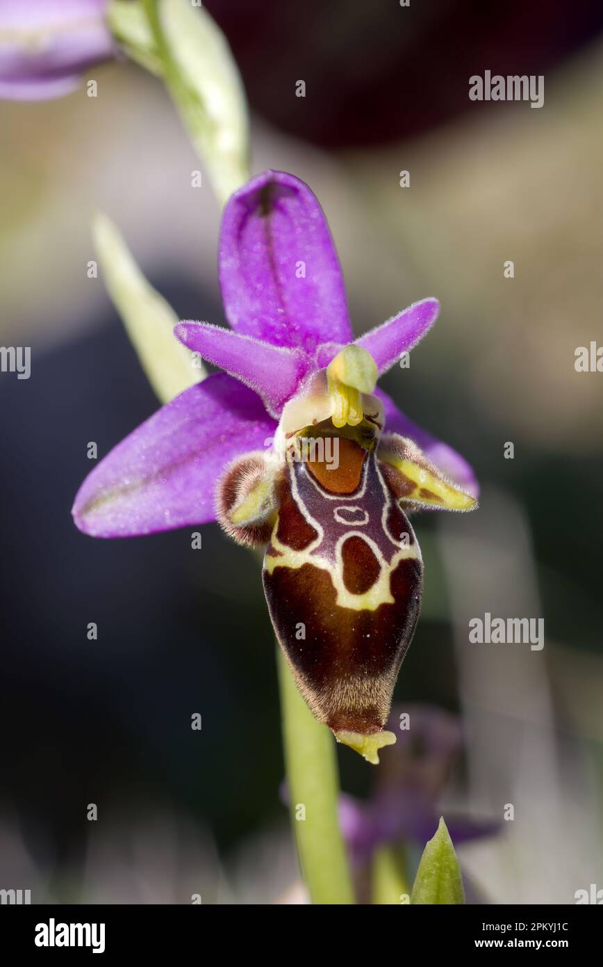 Marengo-Orchidee blüht Stockfoto