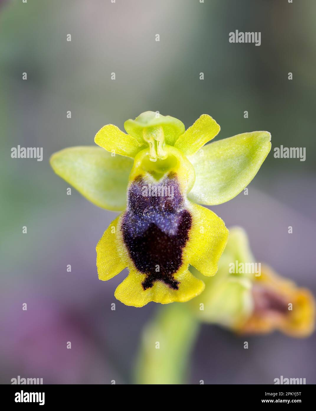Kleine gelbe Bienenorchidee blüht Stockfoto