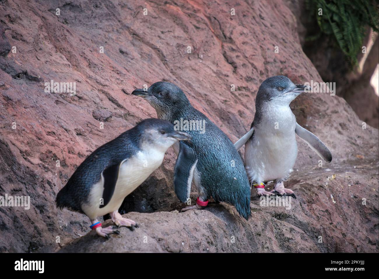 Kleine blaue Pinguine, die gerettet und rehabilitiert wurden, im International Antarctic Centre in Christchurch, Neuseeland Stockfoto