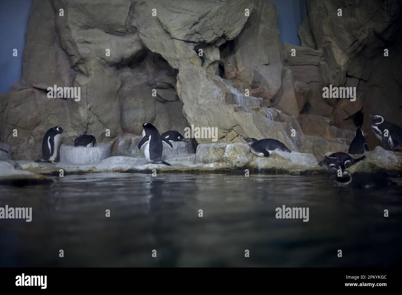 Pinguine in einem Aquarium Stockfoto