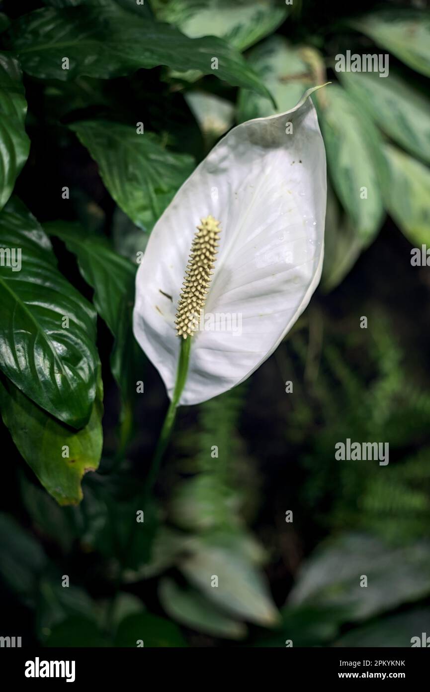 Spathiphyllum aus der Nähe gesehen Stockfoto