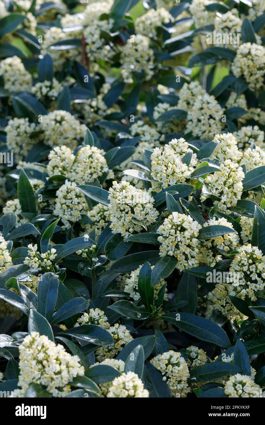 Skimmia x conusa „Kew Green“ Stockfoto