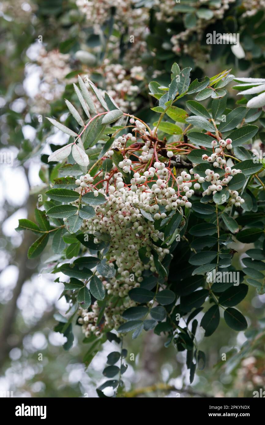 Sorbus glabriascula-Beeren im Herbst. Glabromige Bergasche Stockfoto