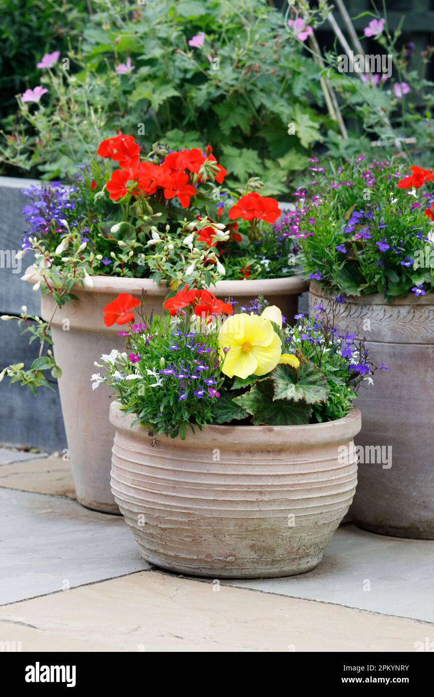 Verschiedene Sommerbettpflanzen in Terrakotta-Töpfen. Stockfoto