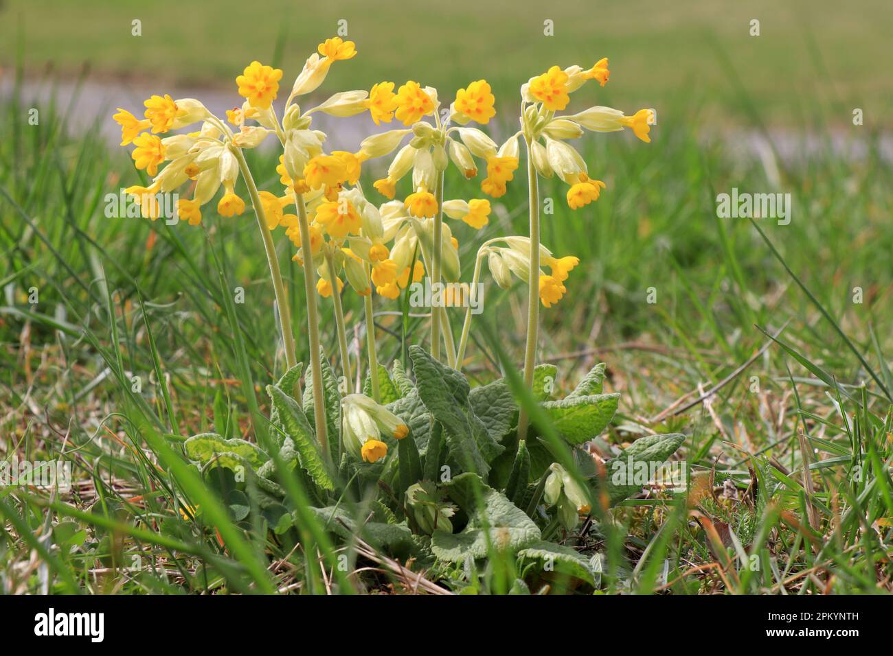 Blühende Blüten Primula officinalis in der Natur Stockfoto