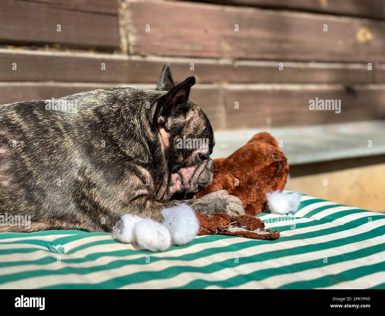 Dunkelbraune Bulldogge liegt auf einer grün gestreiften Decke und nagt an einem gefüllten Teddybär am Herd, wobei Watte herauskommt. Stockfoto