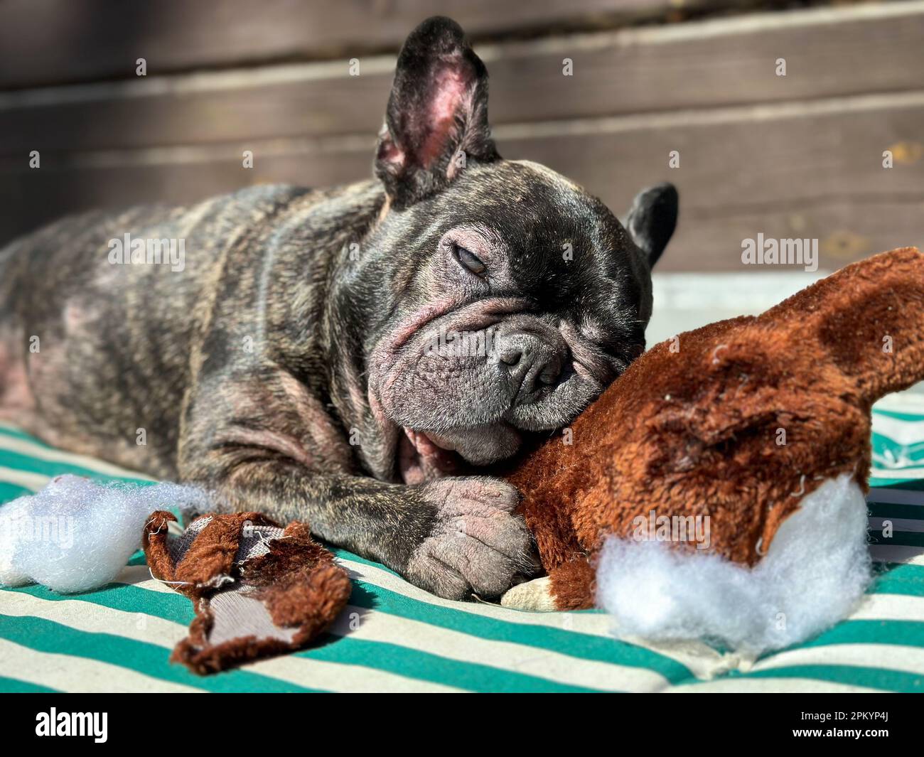 Dunkelbraune Bulldogge liegt auf einer grün gestreiften Decke und nagt an einem gefüllten Teddybär am Herd, wobei Watte herauskommt. Stockfoto