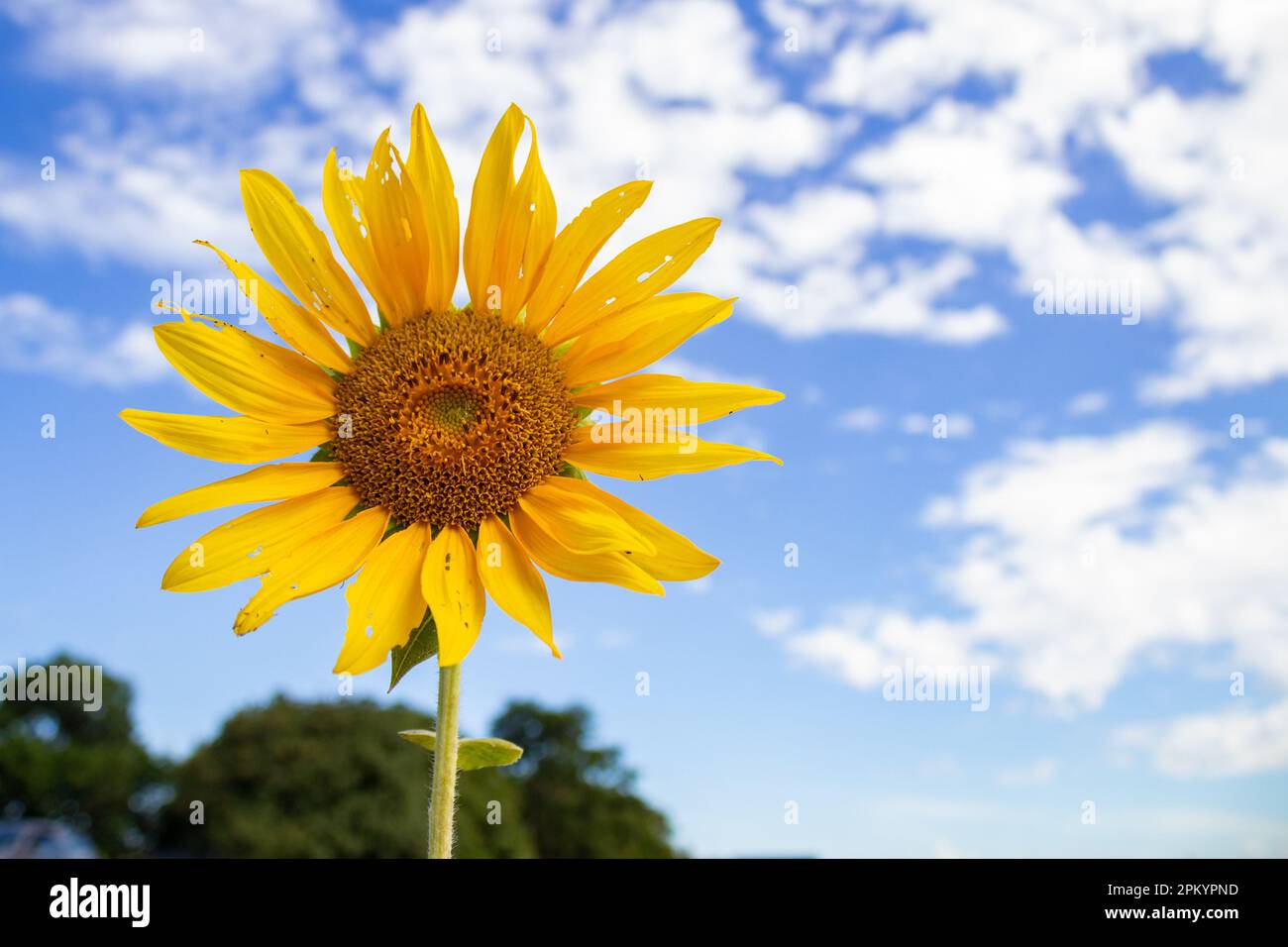 Goias, Goias, Brasilien – 06. April 2023: Details einer alten und ausgefransten Sonnenblume mit einem verschwommenen Himmel im Hintergrund. Stockfoto