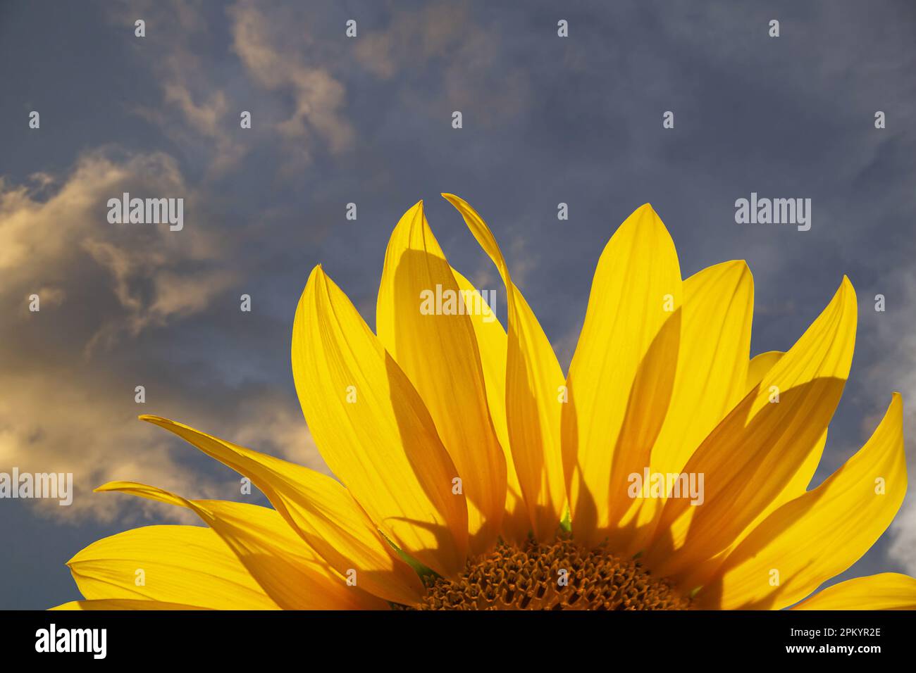 Goias, Goias, Brasilien – 06. April 2023: Details der Blütenblätter einer Sonnenblume mit einem verschwommenen Himmel im Hintergrund. Stockfoto