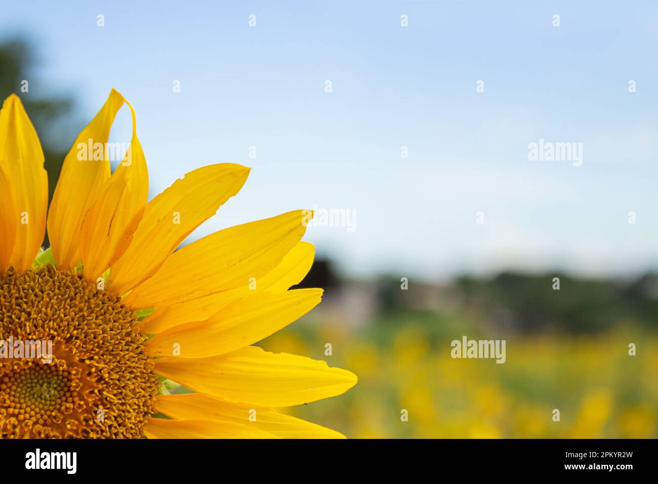Goias, Goias, Brasilien – 06. April 2023: Details einer Sonnenblume mit Garten und verschwommenem Himmel im Hintergrund. Stockfoto