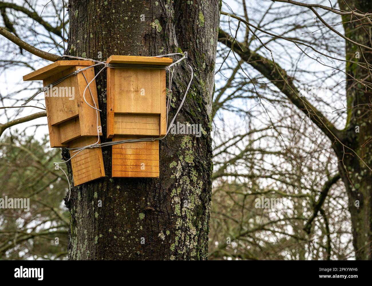 Fledermauskästen im Baum, Schutz und Erhaltung der Tierwelt Stockfoto