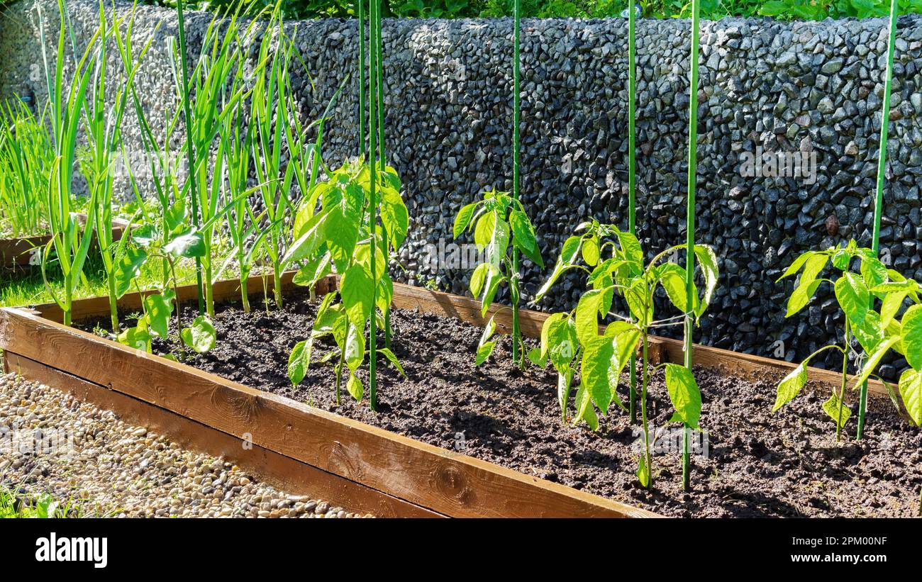 Junge Paprika-Pflanzen wachsen nach Regen in einem selbstgemachten Hochbeet. Gemüse auf erhöhten Holzbeeten in einem Gemüsegarten anbauen. Setzlinge, auf die gepflückt wurde Stockfoto