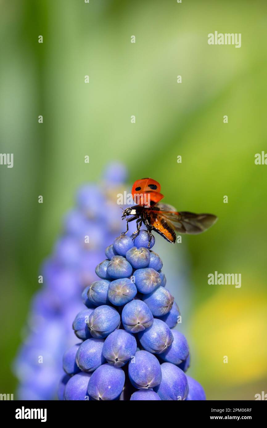 Makrofotografie eines roten Marienkäfers oder Marienkäfers aus nächster Nähe mit ausgefallenen Flügeln auf einem blauen Muscari-Blütenkopf im Frühling mit Kopierbereich Stockfoto