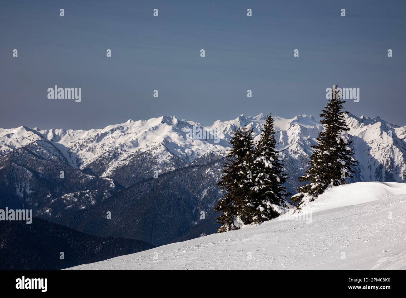 WA23290-00...WASHINGTON - die inneren Gipfel der Olympischen Range, einschließlich des Mount Olympus vom Hurricane Ridge im Olympic National Park. Stockfoto
