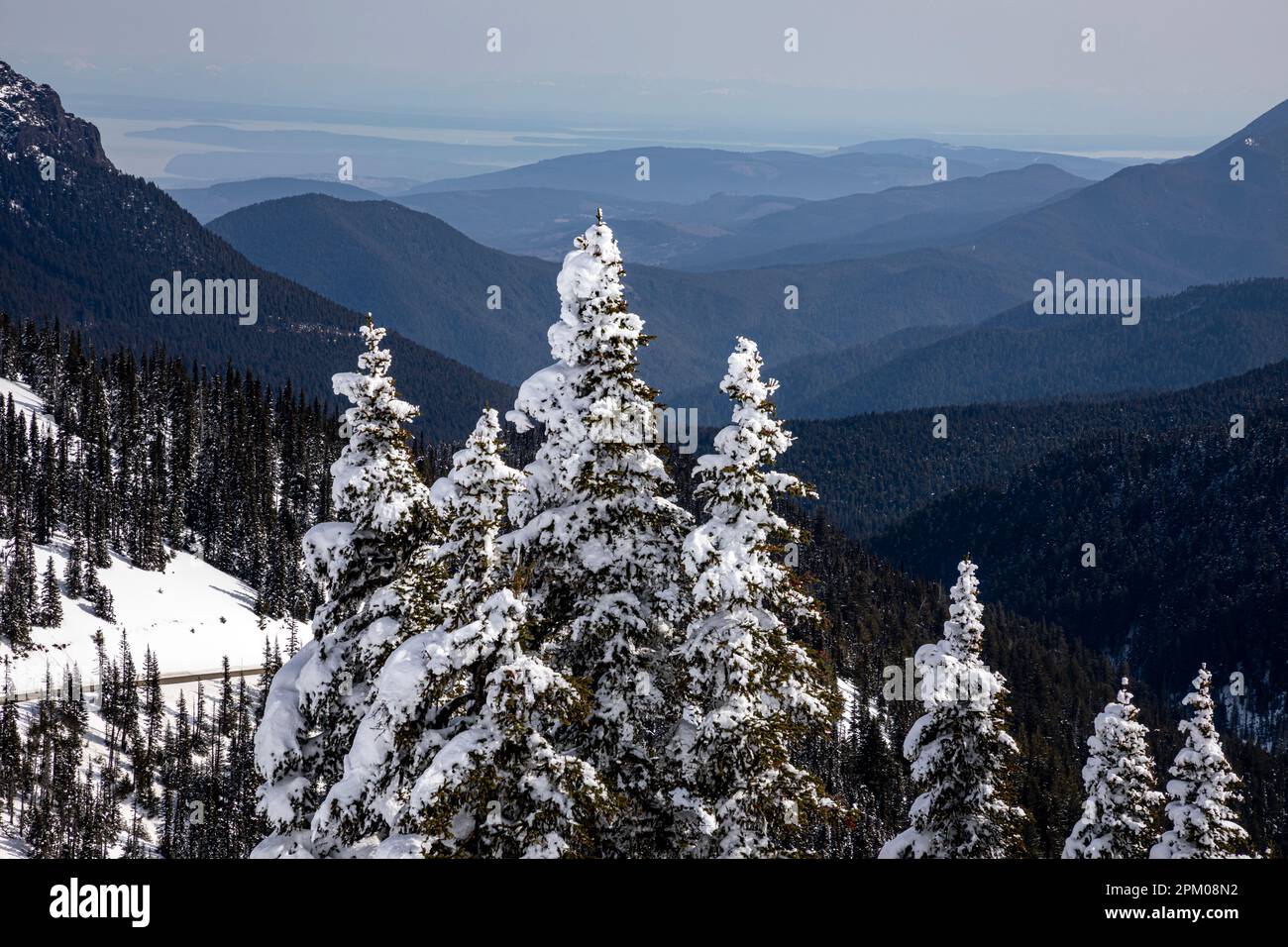 WA23296-00...WASHINGTON - schneebedeckte Bäume am Hurricane Ridge und sanfte Hügel, die am Ufer der Straße von Juan de Fuca enden - Olympic National Pa Stockfoto