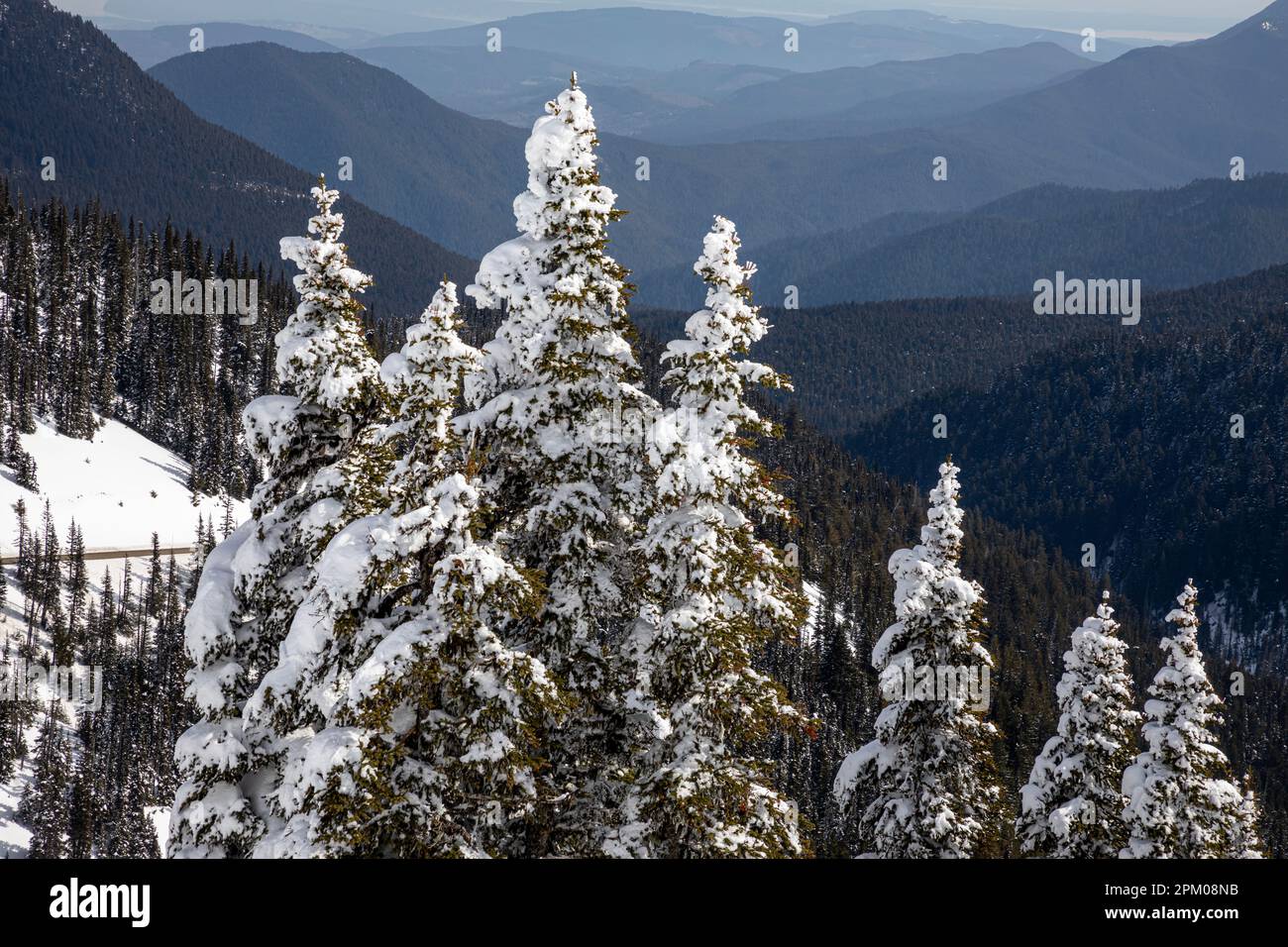 WA23297-00...WASHINGTON - schneebedeckte Bäume am Hurricane Ridge und sanfte Hügel, die am Ufer der Straße von Juan de Fuca enden - Olympic National Pa Stockfoto