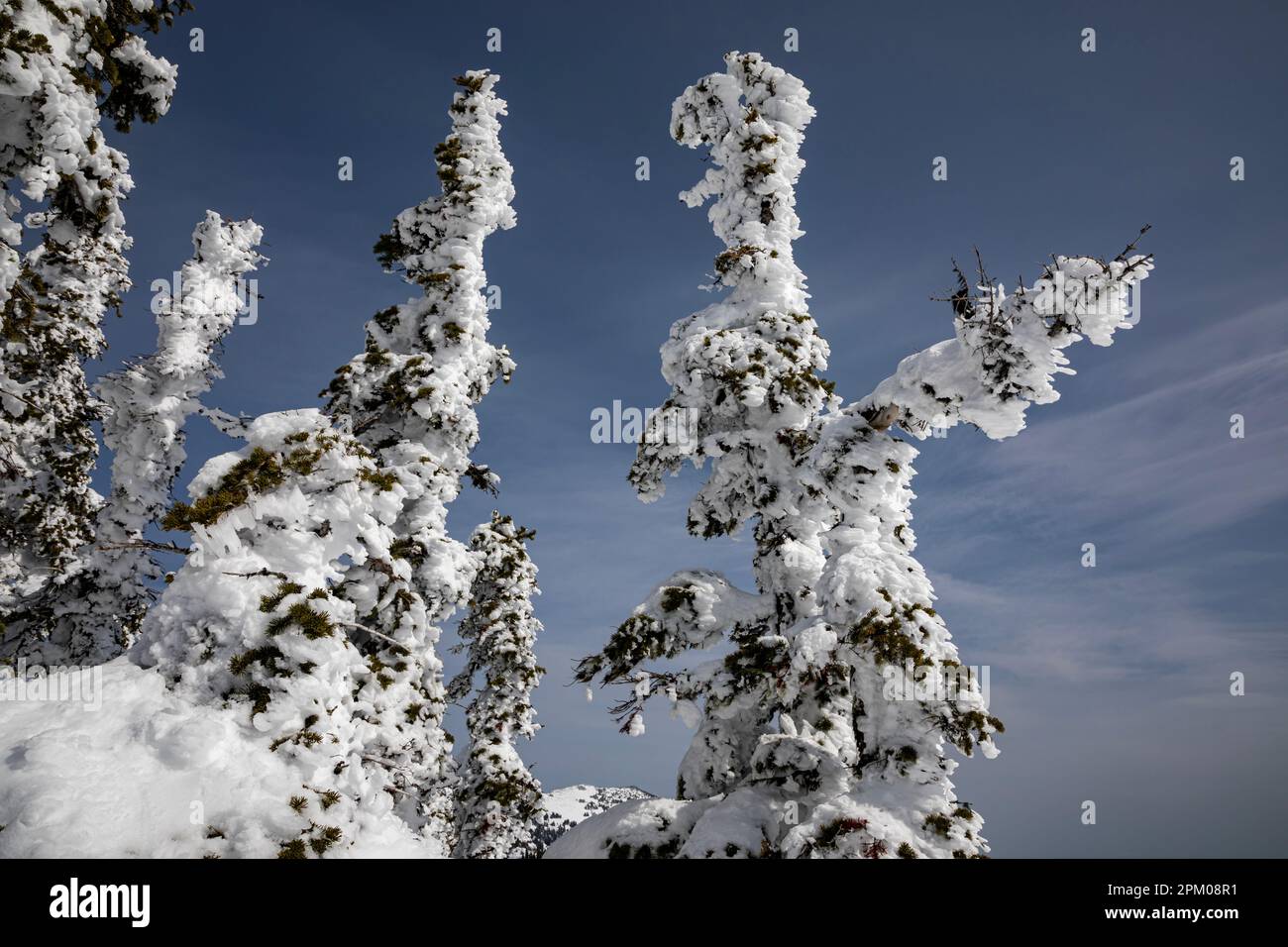 WA23301-00...WASHINGTON - nasser Schnee, verputzt und gefroren auf Bäumen durch starken Wind am Hurricane Ridge im Olympic National Park. Stockfoto