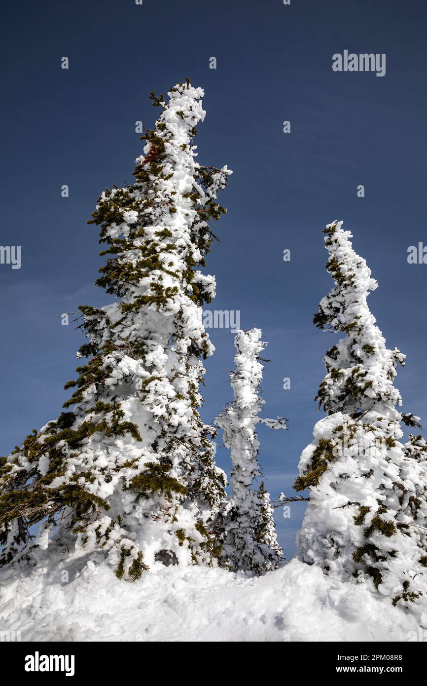 WA23303-00...WASHINGTON - nasser Schnee, verputzt und gefroren auf Bäumen durch starken Wind am Hurricane Ridge im Olympic National Park. Stockfoto