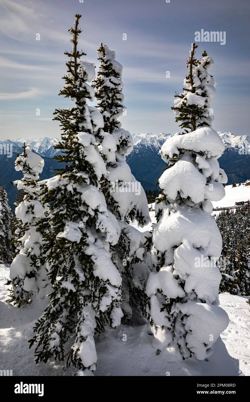 WA23304-00...WASHINGTON - schneebedeckte Bäume auf dem Gipfel des Ropetow am Hurricane Ridge im Olympic National Park. Stockfoto