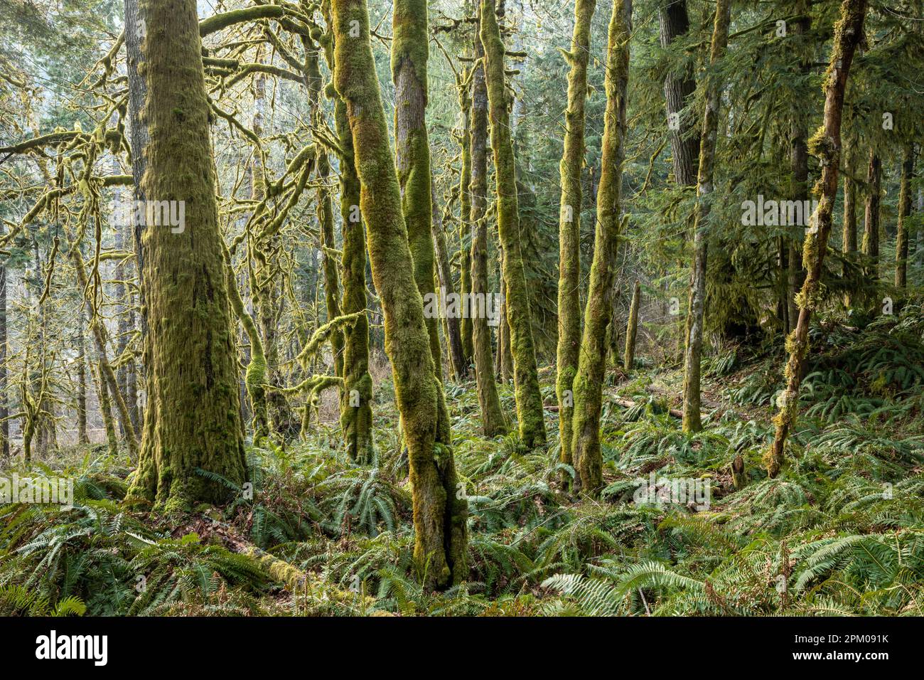 WA23318-00...WASHINGTON - Moss-bedeckte Ahornbäume im Elwha River Valley; Olympic National Park. Stockfoto