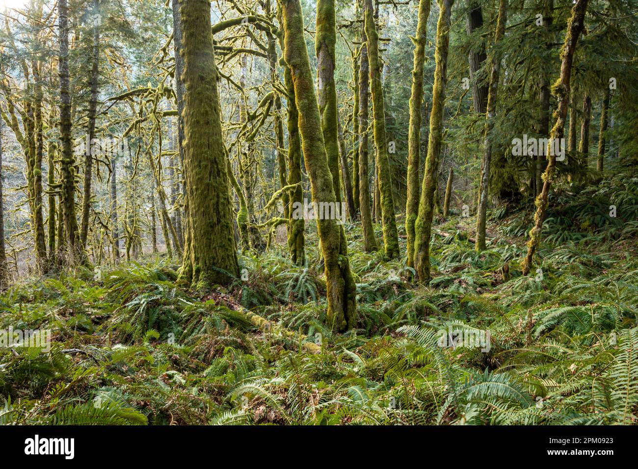 WA23319-00...WASHINGTON - Moss-bedeckte Ahornbäume im Elwha River Valley; Olympic National Park. Stockfoto