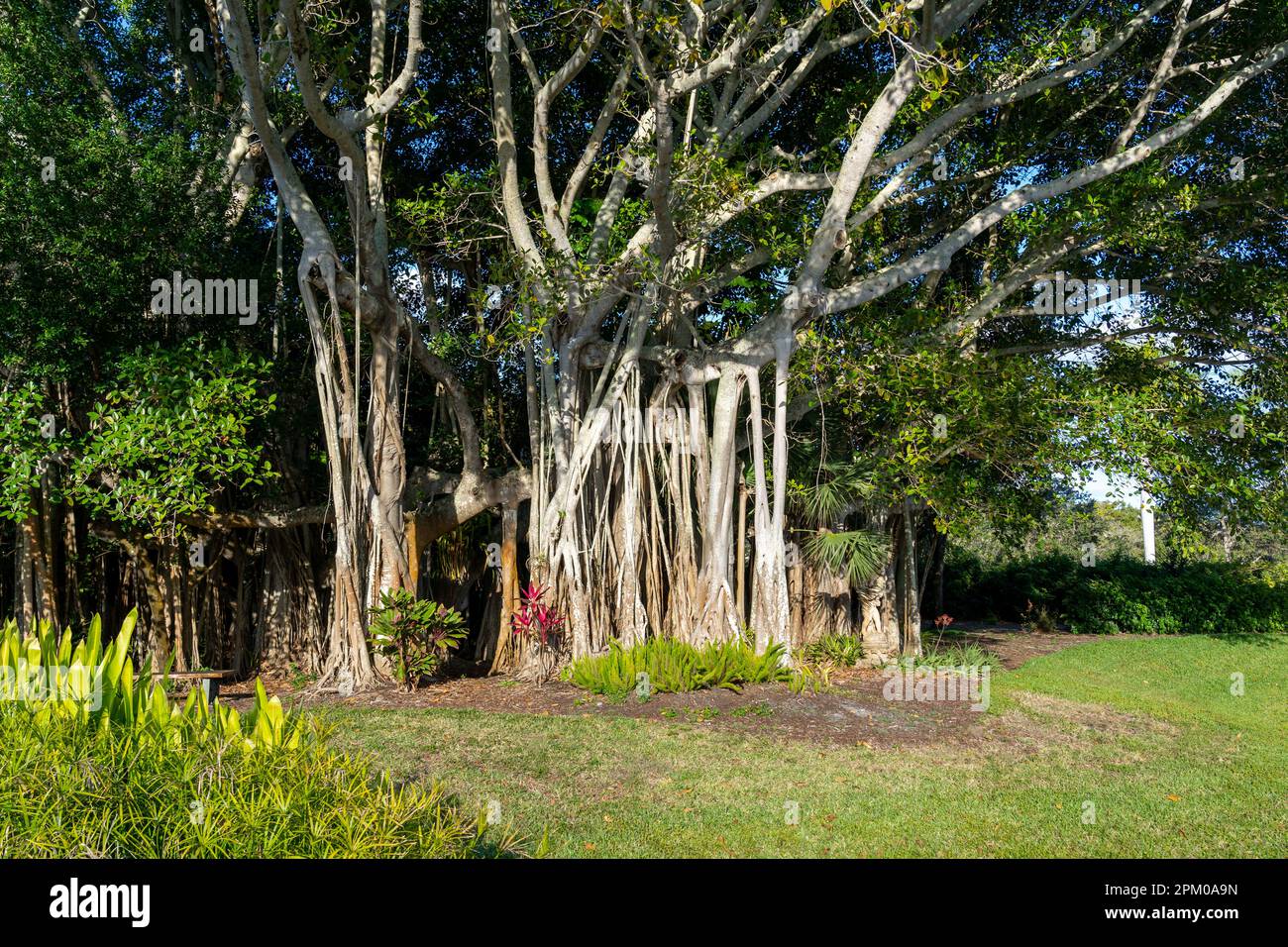 Ein großer Banyan-Baum ist zu sehen. Stockfoto