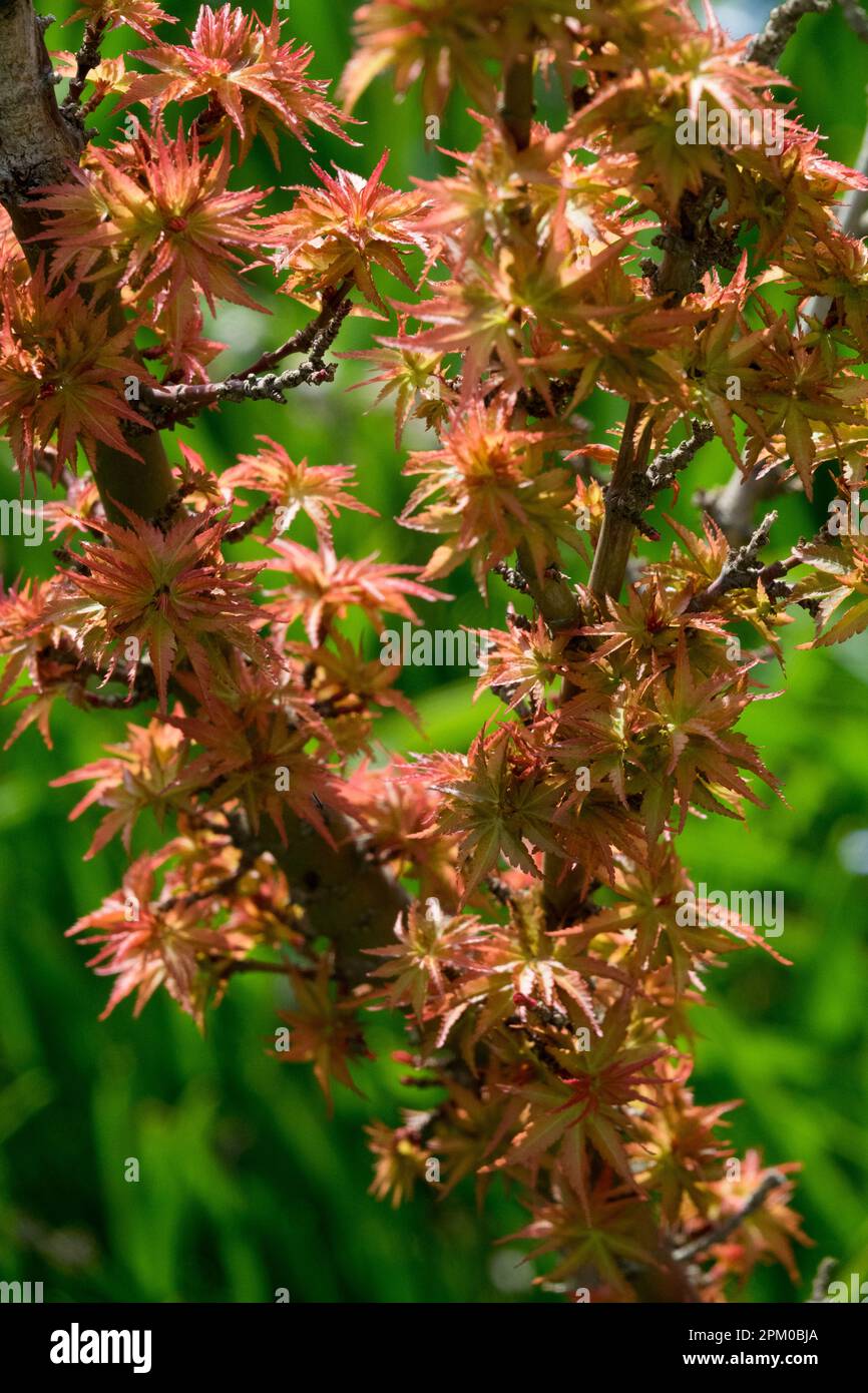 Japanischer Ahorn, Acer palmatum „Kotohime“ Orange, Laub, Ahorn, Blätter Stockfoto