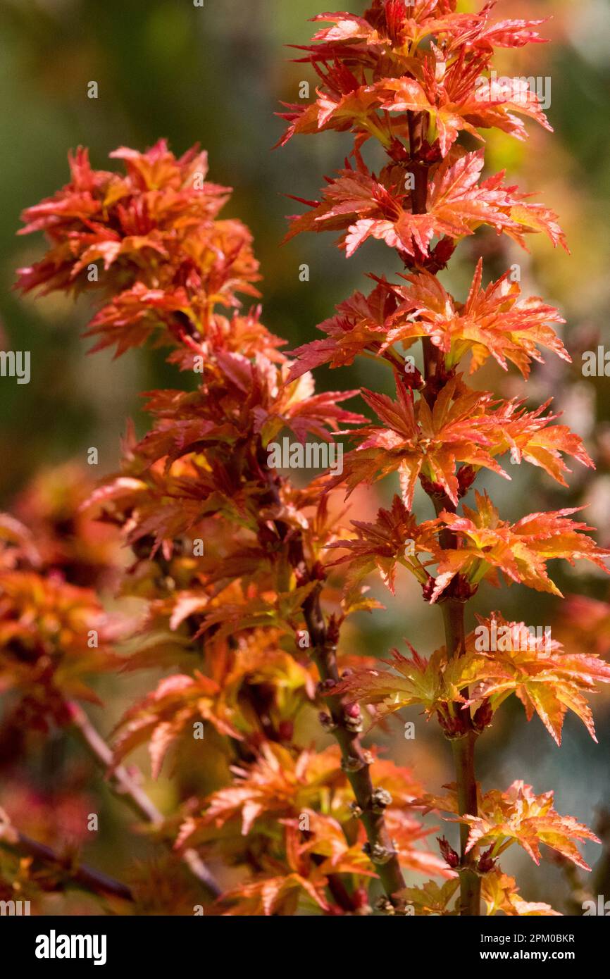 Orange, Blätter auf Zweigen, Sträucher, kleiner Baum, April, Acer palmatum, Frühling, japanischer Ahorn Stockfoto
