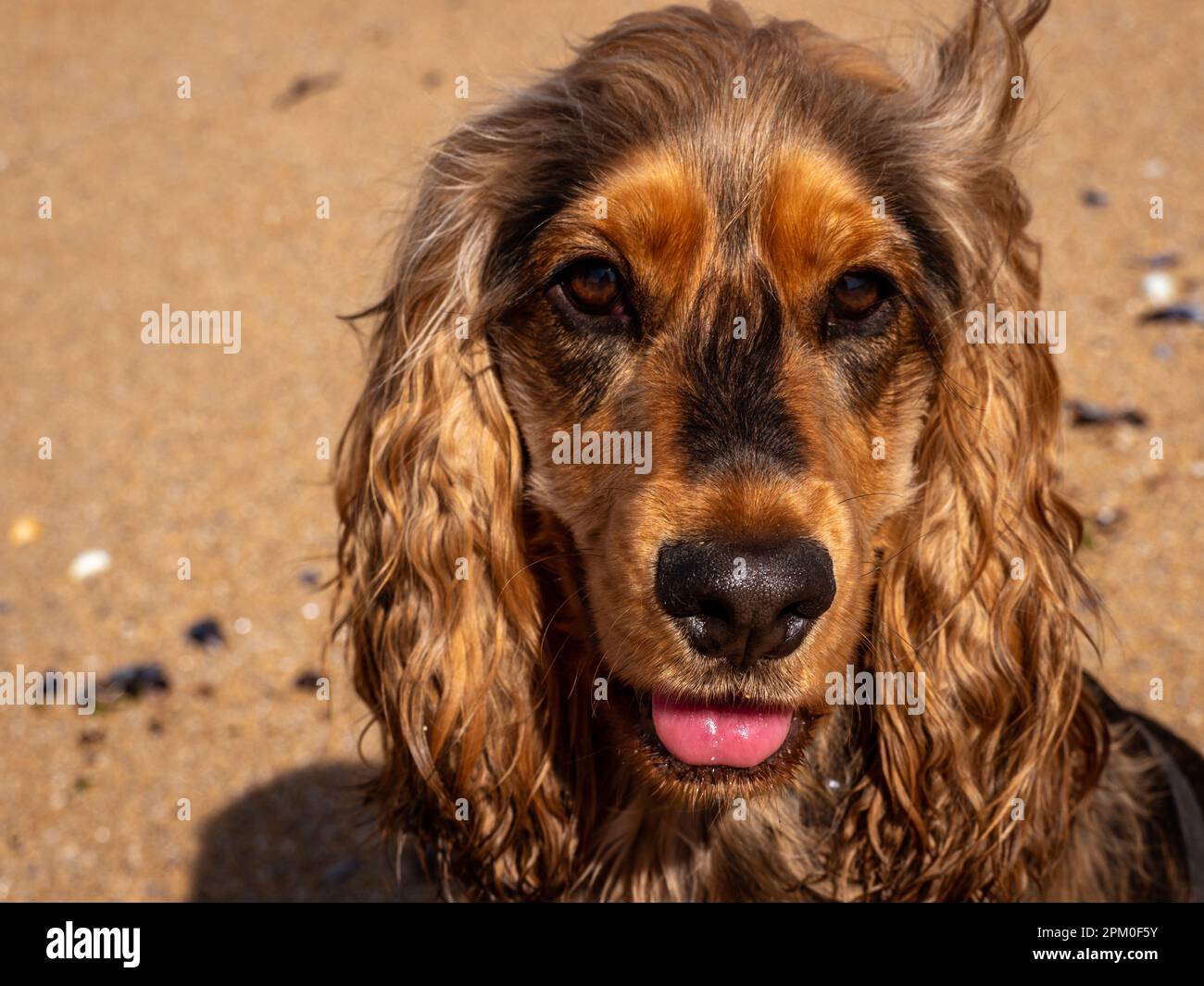 Junger Cockerspaniel am Strand mit Blick auf die Kamera Stockfoto