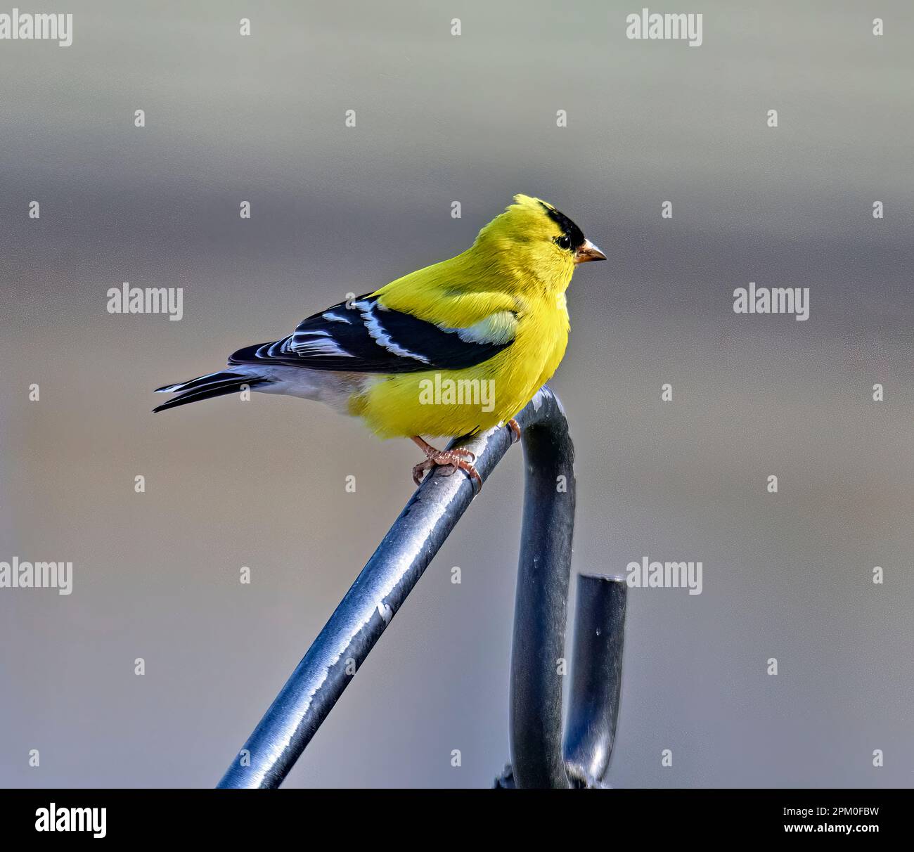 Ein wunderschöner gelber Goldfink. Der amerikanische Goldfink ist ein kleiner nordamerikanischer Vogel. Es zieht von Mitte Alberta nach North Carolina. Stockfoto