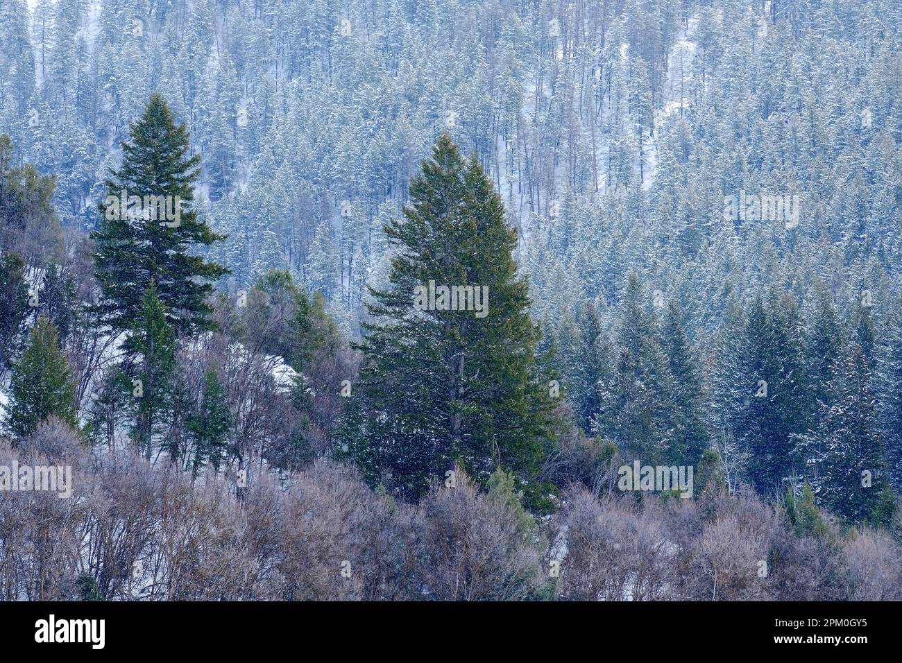 Pinienwald mit Schneesturm Schneeflocken, die vom Himmel fallen Stockfoto